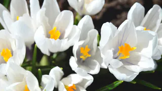 Сею в феврале, а наслаждаюсь круглый год: этот многолетник цветет даже зимой, но есть особенности в уходе