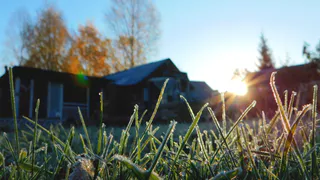 Первый день зимы встретил жителей Южного Урала цветущими одуванчиками