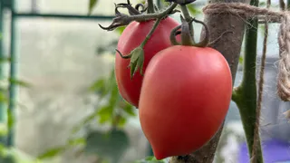 Сорт томатов, идеально подходящий для консервации — не трескается даже в +35