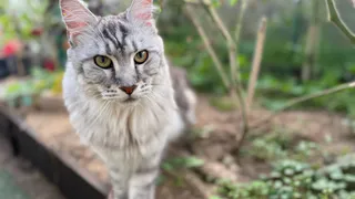 Не линяют, не пахнут и не болеют - четыре лучшие породы кошек