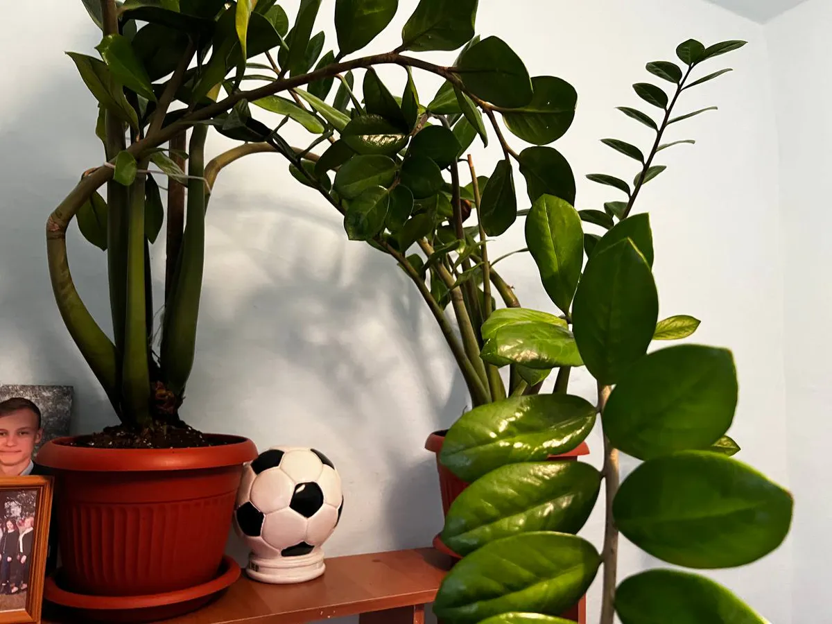 Вредители загнутся в один момент: как избавиться от белых мошек на комнатных растениях — поделился эксперт