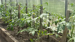 Начали цвести томаты — приношу в теплицу один предмет — пустоцветы испарятся, а завязи появятся в изобилии