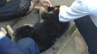 В рязанской школе охранник выкинул щенка из окна