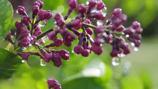 2 мая в Рязани ожидается дождь и +15 градусов