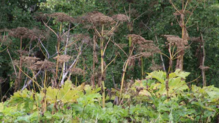 В одном городе в Коми от борщевика обработают более 900 000 кв. метров