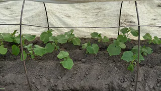 Не вянут, не темнеют и остаются свежими: после 11 июня 1 щепотка на корень - и огурцы будут расти по 600 гр