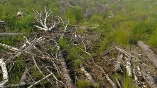 В Судогодском районе Владлесхоз не очистил 9 гектаров леса после заготовки древесины