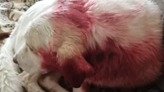 Работает полиция: в Касимове неизвестные выстрелили в собаку