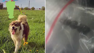 Хладнокровно расстреляли: под Рязанью убили собаку, которая зашла на чужой участок с картошкой