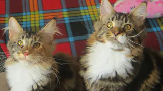 Они целуют этих питомцев чаще, чем любимых: новое исследование вскрыло неожиданную правду любовного треугольника кошатников