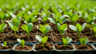 Рассада из щуплой превратилась в роскошную: добавил и радуюсь - рецепт проверенной подкормки от опытного дачника