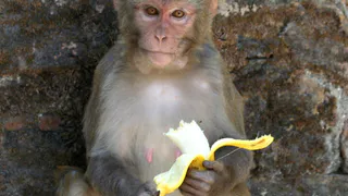 Как встречать Новый 2016 год: советы астролога