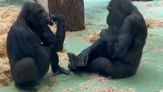 Россельхознадзор выявил нарушения в Казанском зооботсаде: насекомые в пищевом блоке, отсутствие санитарного дня