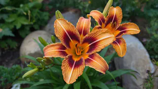 Цветок, который выживет и в жару, и в дождь, и в северных регионах: приживется с первой попытки