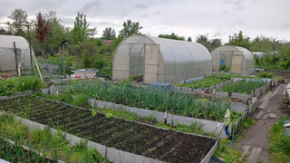 Больше кучу денег на удобрения тратить не приходится: этот обычный способ точно сделает огурцы крупными и вкусным