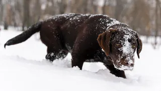 В Пензенской области начали проверку после нападения собаки на женщину