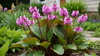 Эффектный многолетник для темных участков - цвете с апреля и до глубокой осени. Отличный выбор для сада