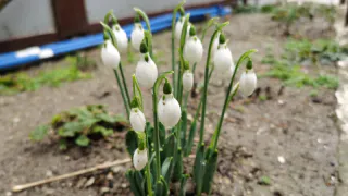 Каким будет лето 2025 после аномально теплой зимы: эксперты рассказали, к чему готовиться садоводам