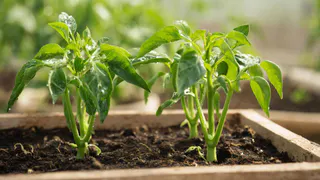 Только в эти дни: когда высаживать перец на рассаду в феврале - рекомендации агронома