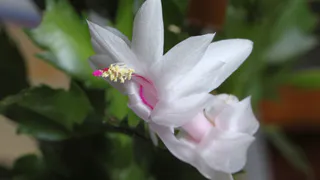 Заставляю цвести даже самый капризный декабрист: 5 проверенных способов - и цветок краше букета невесты