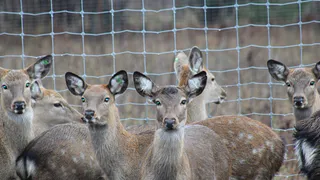 В Чувашии открывается прием заявок на охоту на косулю