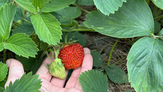 Лила йод за 37 рублей в клубнику — и весной ягоды были большие, сладкие и красивые