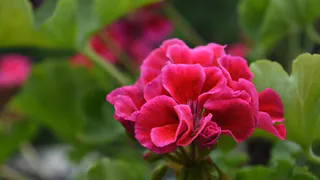 Всего 1 таблетка под куст в ноябре: герань не желтеет и цветет как заведенная – копеечный метод