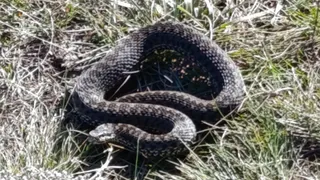 Магнитогорца напугала змея огромных размеров