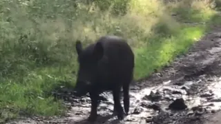Видео: возле Ласковского озера в грязи купался кабан