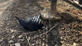 Отчёт Гидромета: в Рязани высокая загрязнённость атмосферы