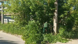 Во Владимире спилили сухие деревья