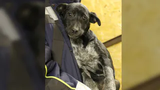 Дай лапку: Чернышка, Филя и Найда ищут хозяев