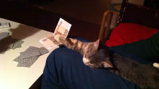 Кошка Кеса из Рязанского бара "Червячок" безошибочно предсказала исходы четырех матчей ЧМ