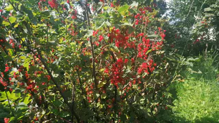 Не мусор, а сокровище: 3 горсти под куст — и смородина вырастет крупнее вишни и слаще сахара, урожай придется собирать мешками