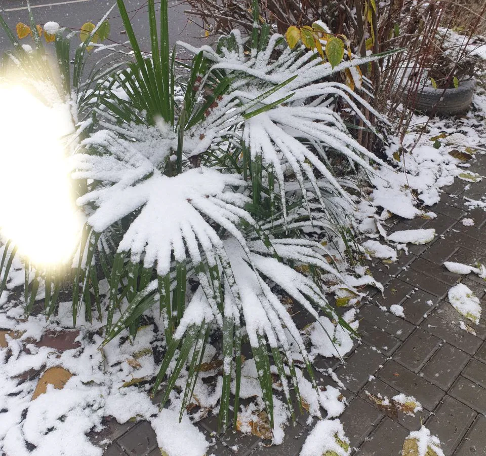 Прогноз синоптиков на предстоящие декабрь, январь, февраль поразил жителей страны: зимние месяцы не будут такими, как раньше