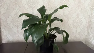 Всего 2 ампулы в горшок – и спатифиллум прекраснее невесты: бутонов как капель в дожде, листва вечнозеленая