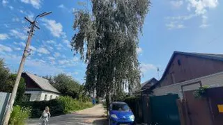 Рязанка просит администрацию города спилить березу на улице Тургенева