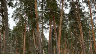 Двое мужчин незаконно вырубили лес на 5 миллионов рублей