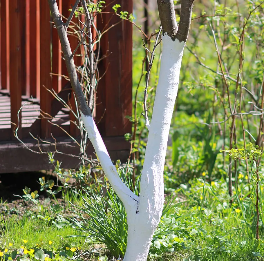 Весенняя побелка деревьев: секреты эффективной защиты с использованием обойного клея