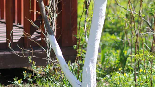 Весенняя побелка деревьев: секреты эффективной защиты с использованием обойного клея