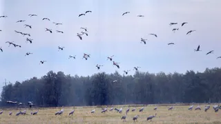Виноваты химикаты: в Шиловском районе редкие птицы находятся под угрозой исчезновения