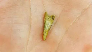 В Дарвиновский музей передали зуб древнего летающего ящера из Рязанской области