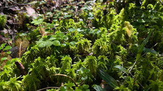 Коми готовится к "бабьему лету": погода в регионе 6 сентября