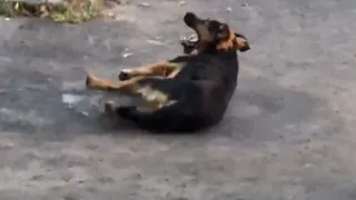 Догхантеры отравили очередную собаку в Брянске