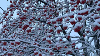 На следующей неделе в Рязани похолодает до -7