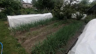 В июле разбросайте этот порошок по грядкам с чесноком и луком: головки вырастут до неприличных размеров