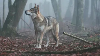 Одичавшие собаки в селивановском лесу наносят вред экосистеме