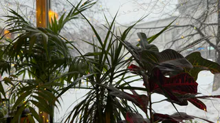 Зимой комнатные растения гибнут из-за одной ошибки — её допускают даже опытные цветоводы