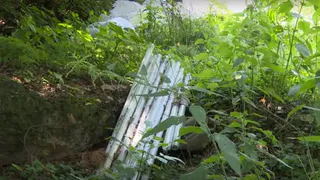 Биклянское лесничество в Нижнекамском районе необходимо спасать от мусора