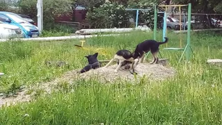 Четвёртая попытка: тендер на отлов бродячих собак разделили на две части